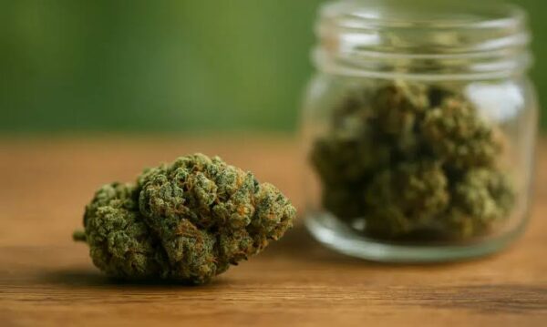 Northern Light ( indica)