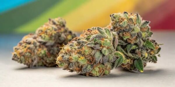 Girl Scout cookies