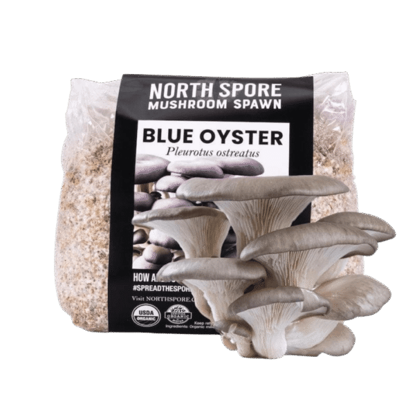 Blue Oyster